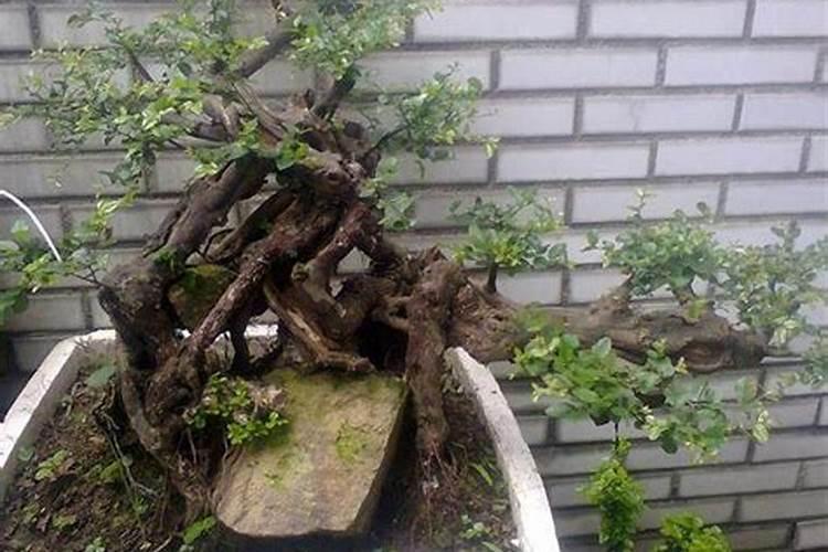 养雀梅的正确方法