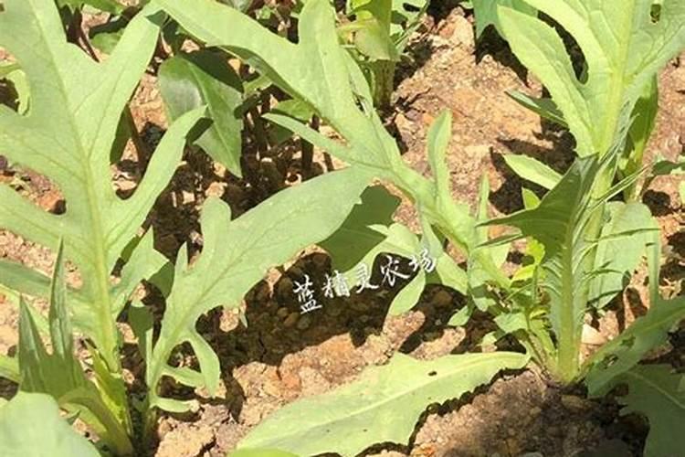 甜麦菜种植小技巧甜麦菜种植技术