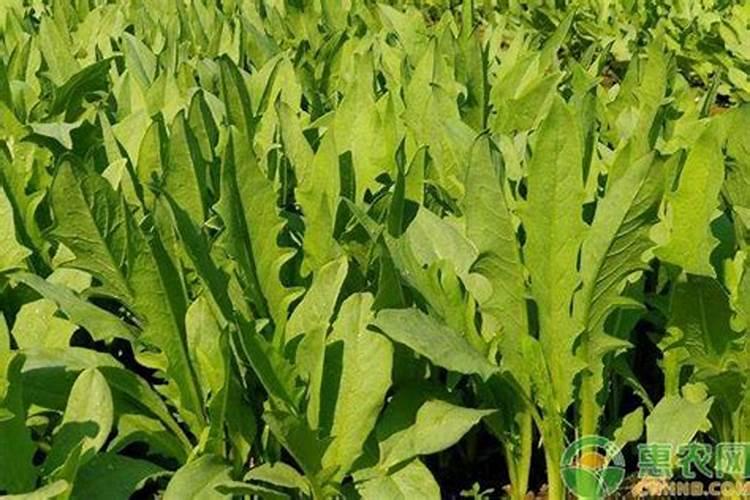 河南油麦菜什么时候种植最好高产