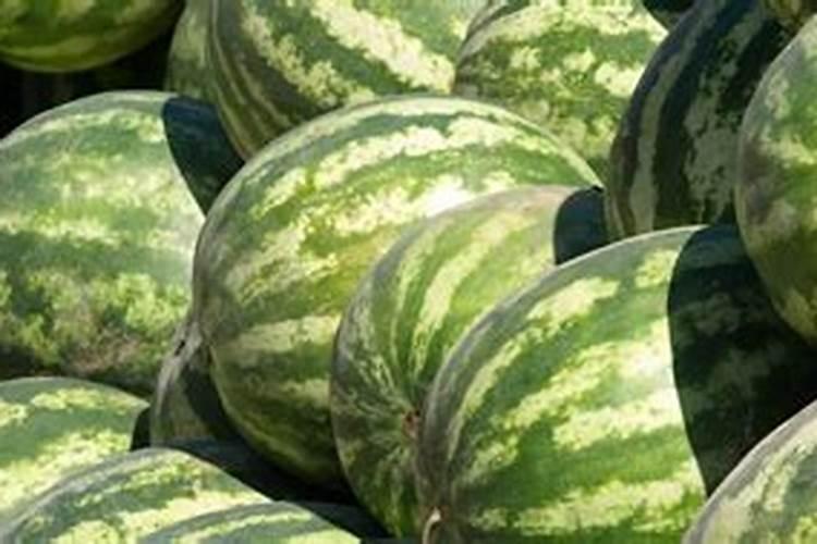 桃树叶有什么作用？