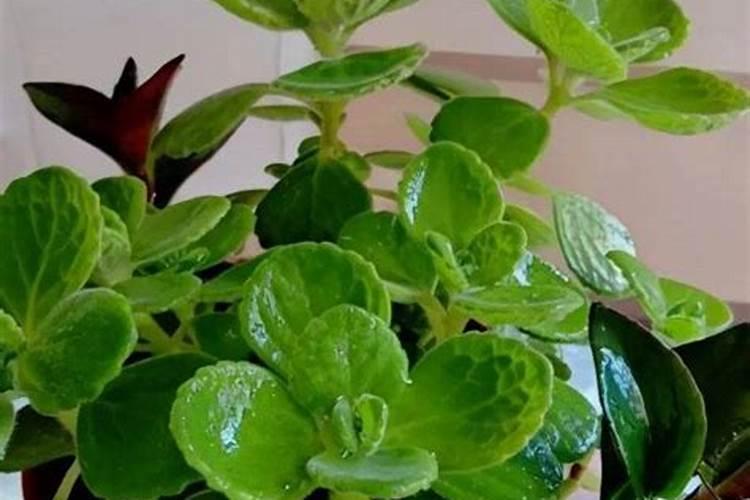 植物黄叶缺什么