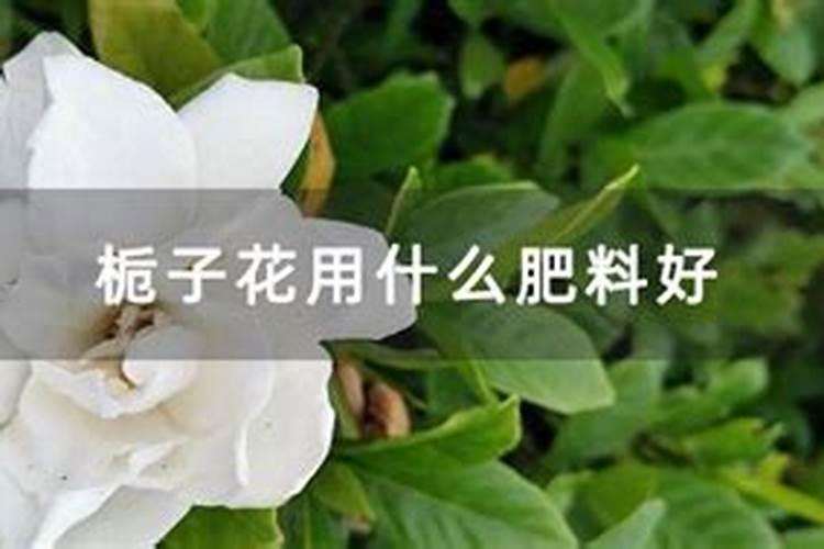 栀子花用什么肥料最好