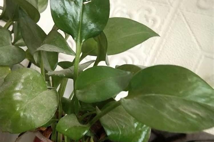 绿萝用什么叶面肥好