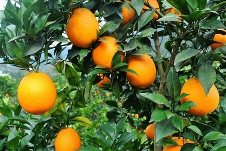 橙树施肥种植方法 橙子树的施肥技术