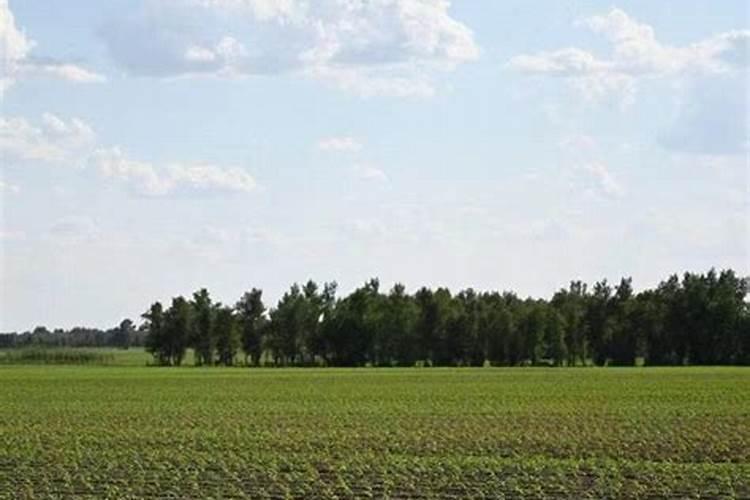 用石灰粉施肥玉米或芋根可以？