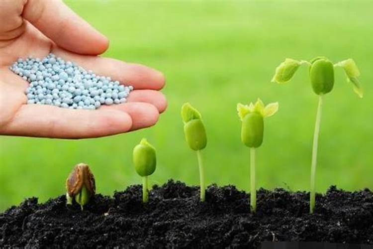 折耳根用什么肥料种植最好