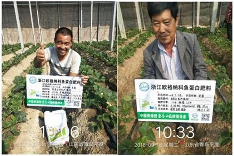 如何在甘蔗上正确使用生物肥