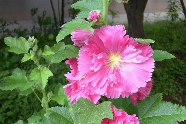 水稻什么时候喷硼肥 有什么好处