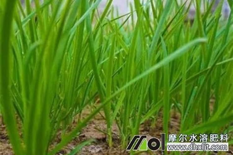 韭菜用什么冲施肥