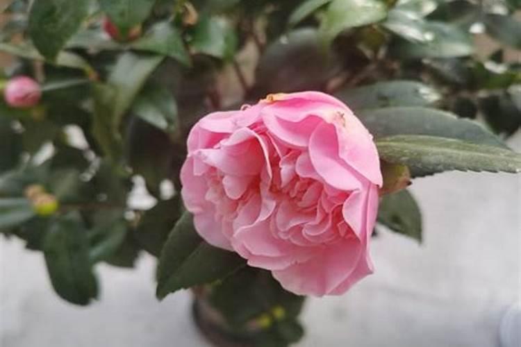 茶花施肥时间和方法