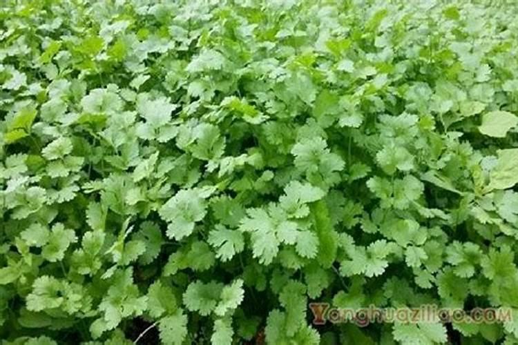 香菜多久可以施肥