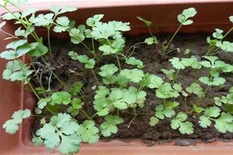 香菜多久施一次肥