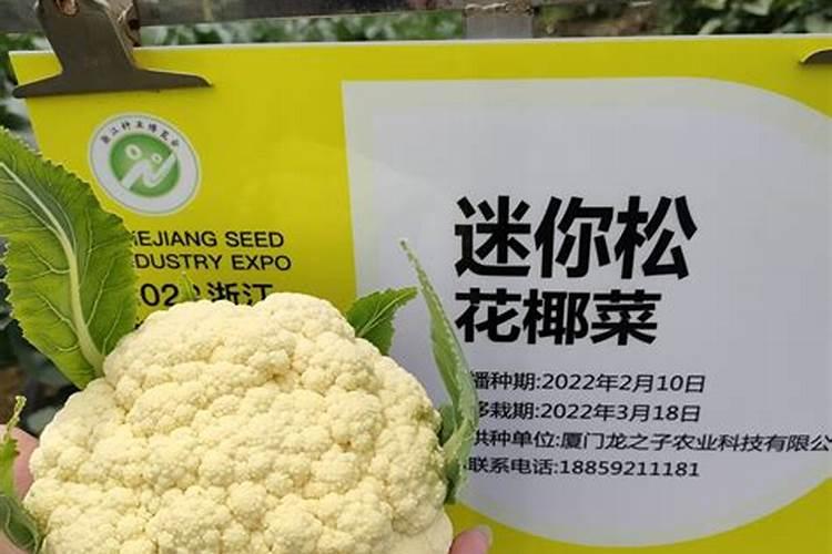 松花菜后期怎么管理