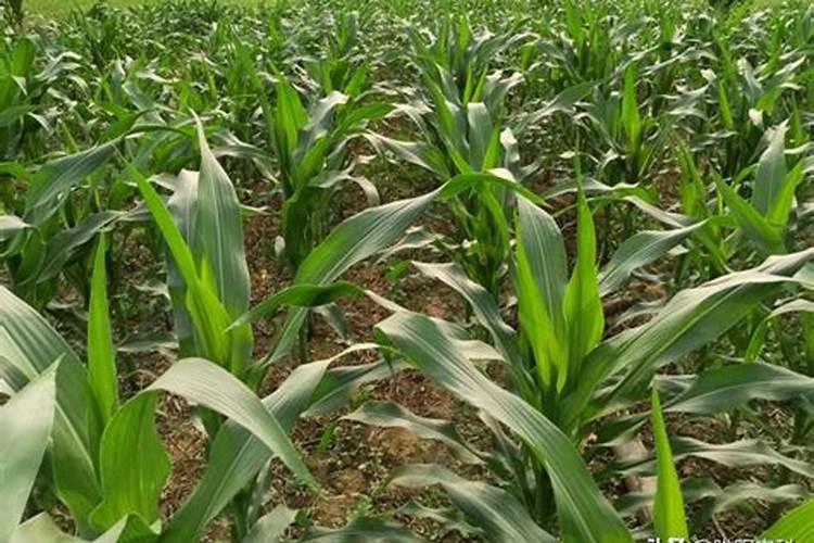 玉米追肥用尿素好还是用磷钾肥好