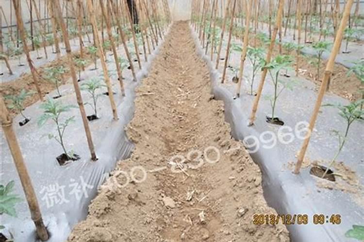 氮磷钾钙肥对花生分别有什么样的作用？