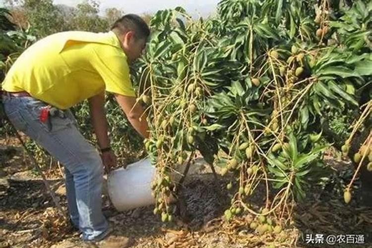 想把花搞死,如何让花看起来就像自然死掉的。家里都有17盆花了,每年下来...