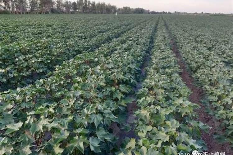 棉花600公斤施肥方法