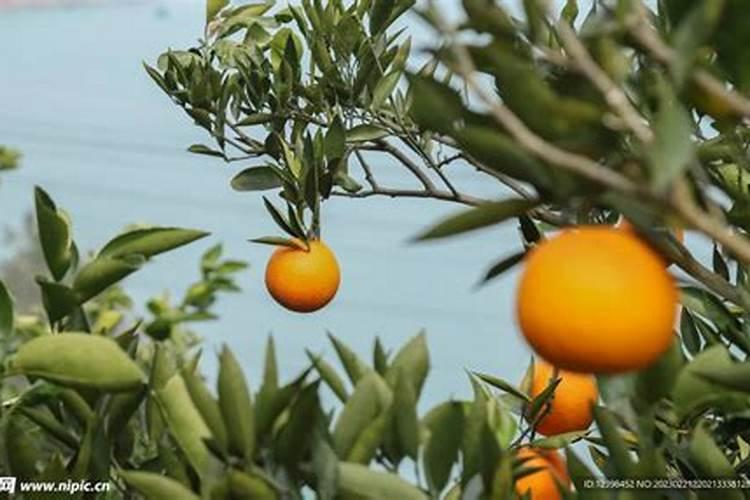 吡虫啉阿米妙收能一起吗