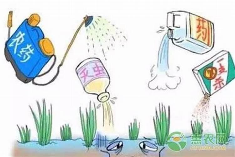 苹果树春季用什么化肥好