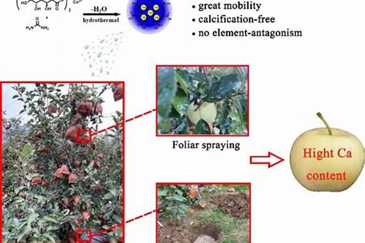 我的肥料量够了,但是在花期还想施点钙肥。会不会影响树势