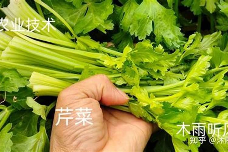 春洋芋的高产种植技术