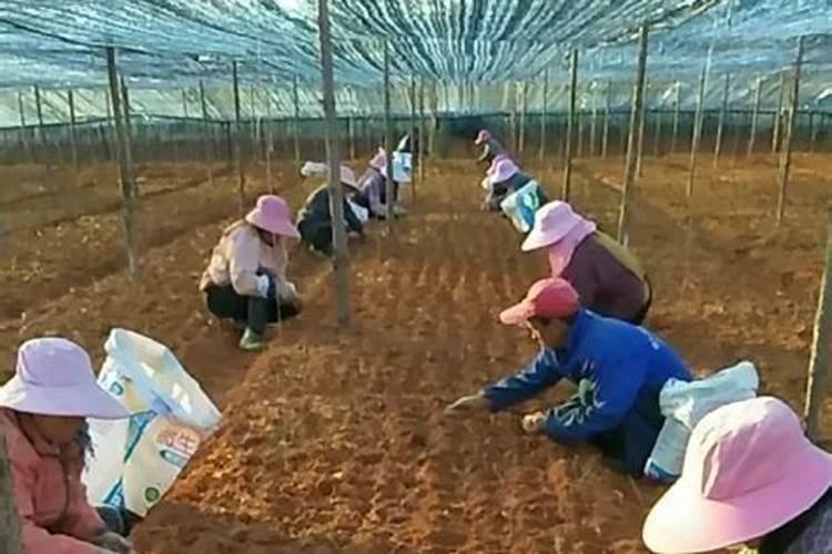 三七的施肥方法