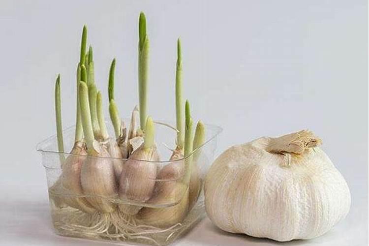 种植大蒜需要上化肥吗？在大蒜多大的时候上肥最合适？