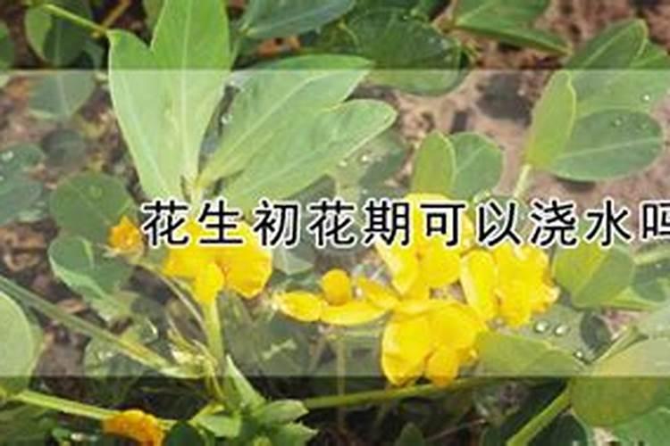 请问花生初花期至盛花期该怎么管理