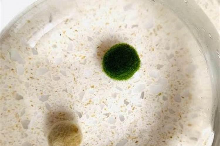 怎样提高果树定植成活率？