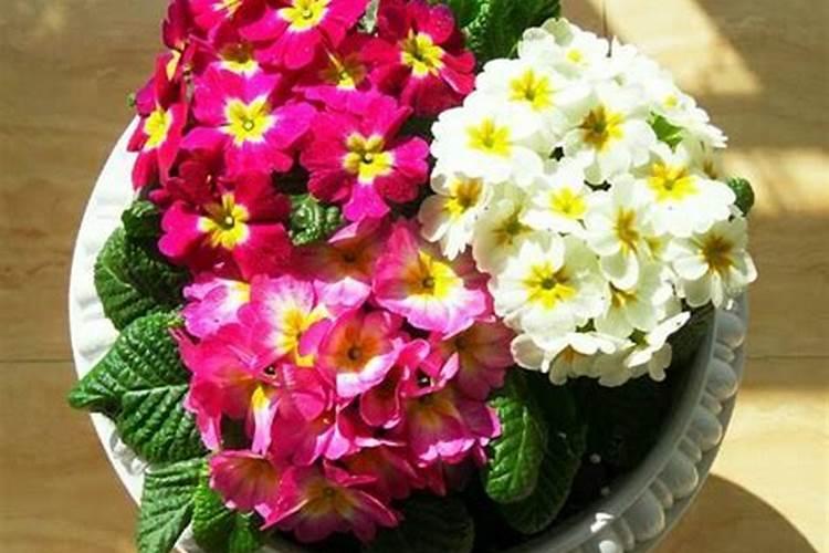 冬天的花怎么养