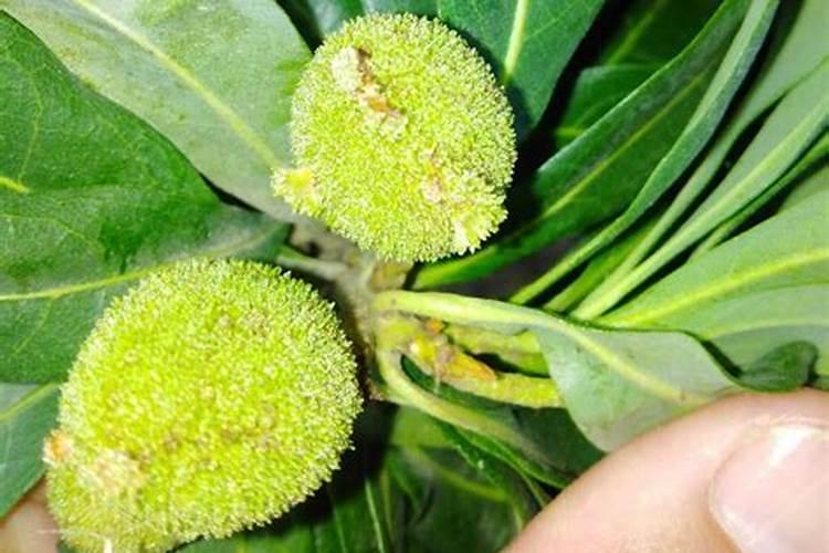 杨梅种植用什么方法保果效果最佳