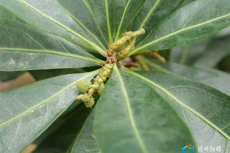 杨梅喷什么药能使果实变大