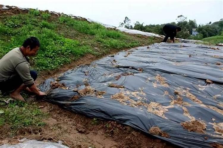 磷酸二氢钾与什么搭配最好