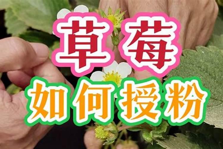 草莓用什么肥料最好可增产