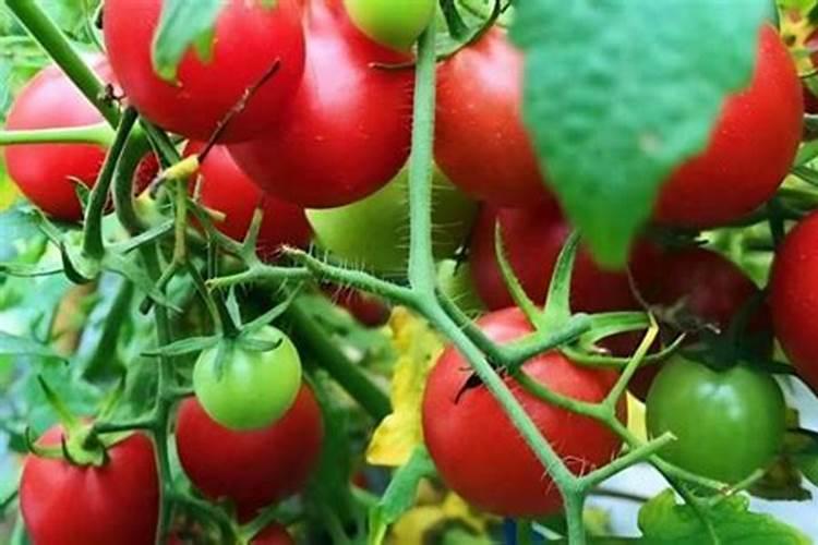 西红柿开花结果期怎么施肥和管理