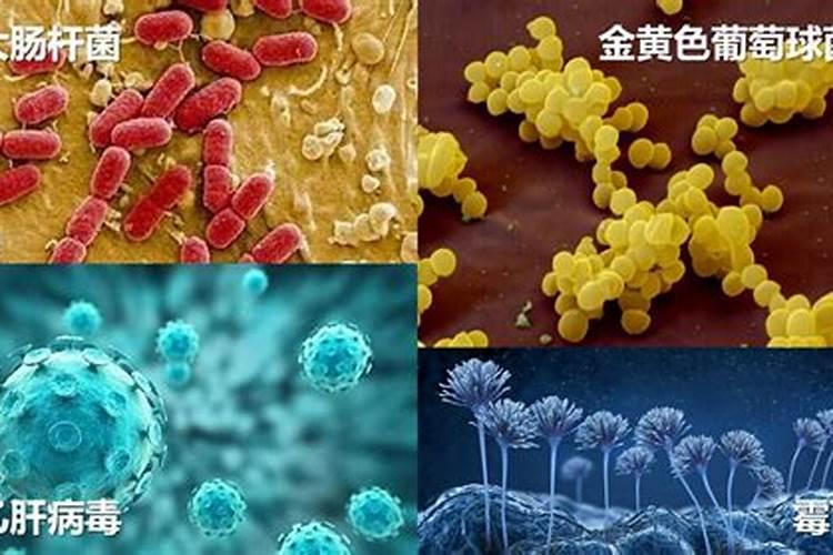 人食用有机菌肥叶面肥会产生什么后果