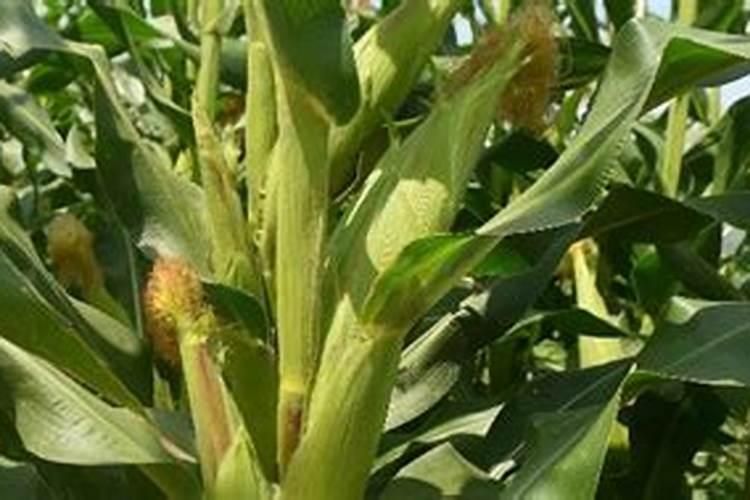 玉米底肥一次性施肥 氮磷钾 各用多少？