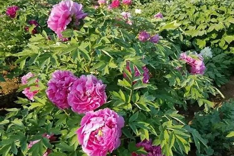 牡丹花可以喷叶面肥吗 注意事项有哪些