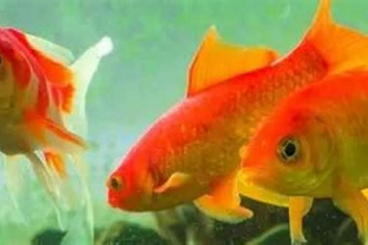 施用氮肥过多对植物有什么影响