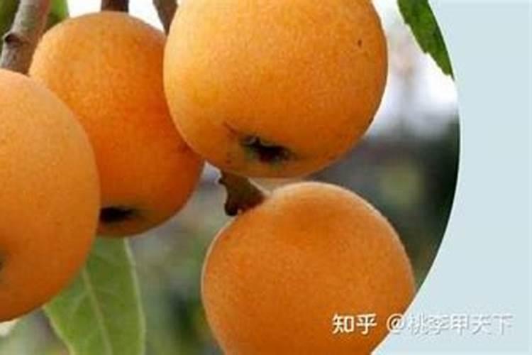 苹果用什么水溶肥好