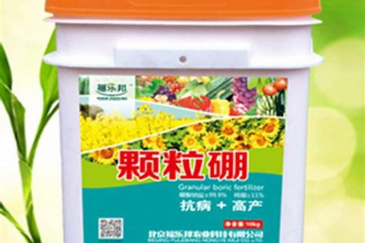 土地里种出来的白菜苦是什么原因