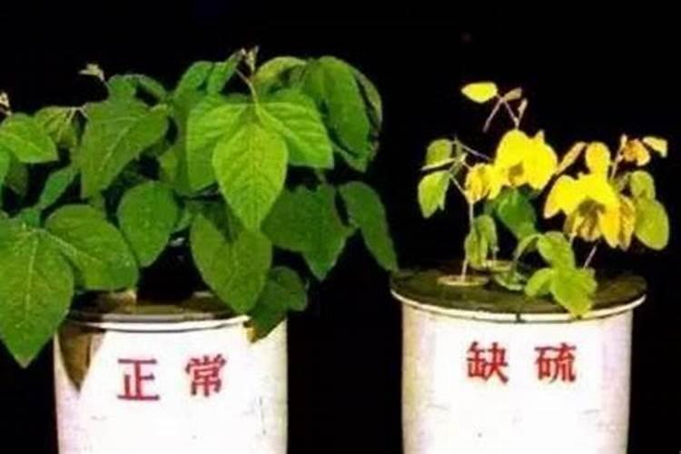 家里养了一盆花,由于缺磷叶子发紫,但是附近没有卖营养肥料的,有什么...