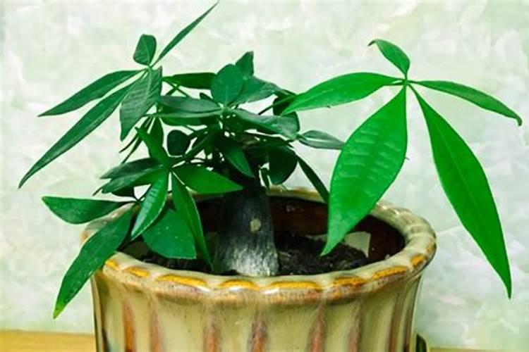 发财树浇什么肥料可枝叶旺盛