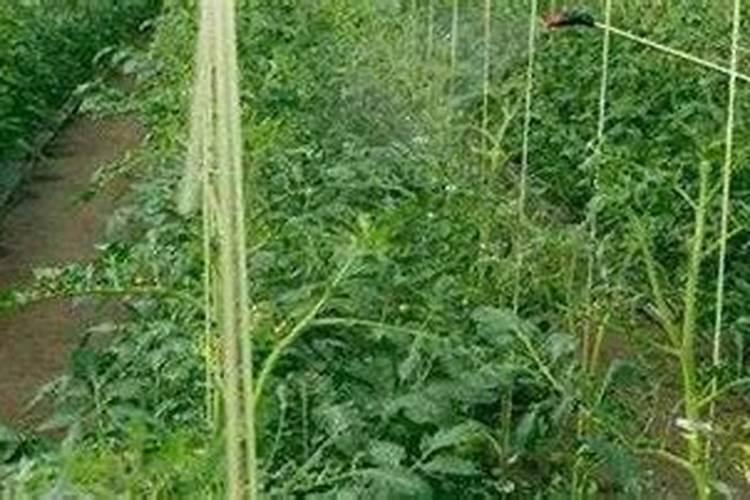 兰花用磷酸二氢钾养护的技巧