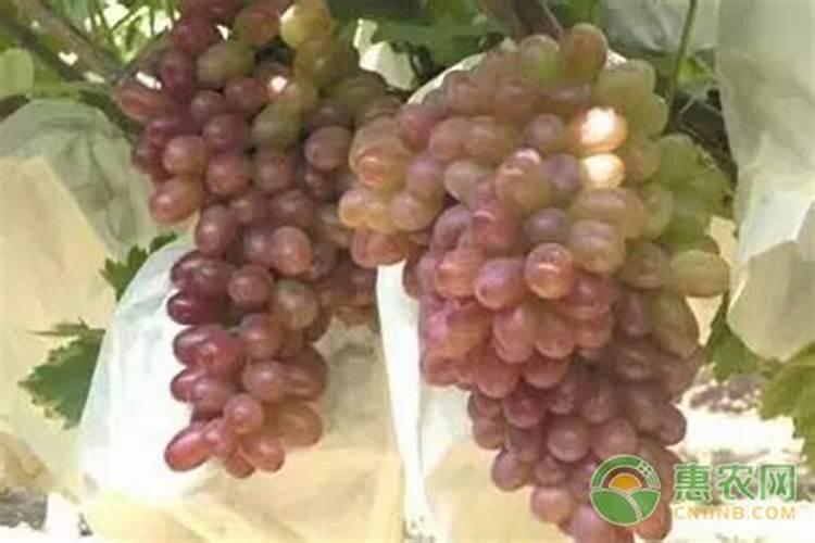 关于茶花的问题