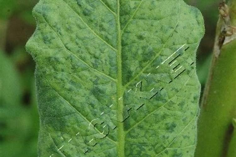 烟草病害的防治措施