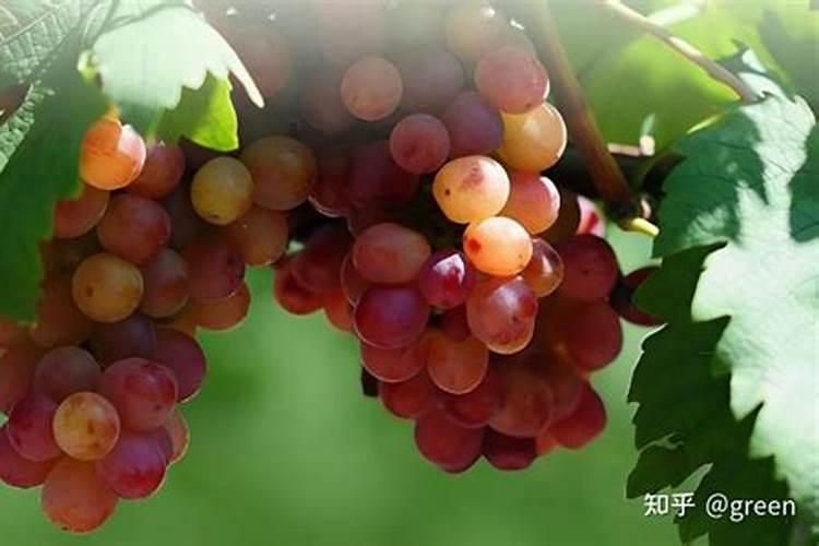 葡萄什么时候喷施叶面肥,喷什么肥,方法是什么？