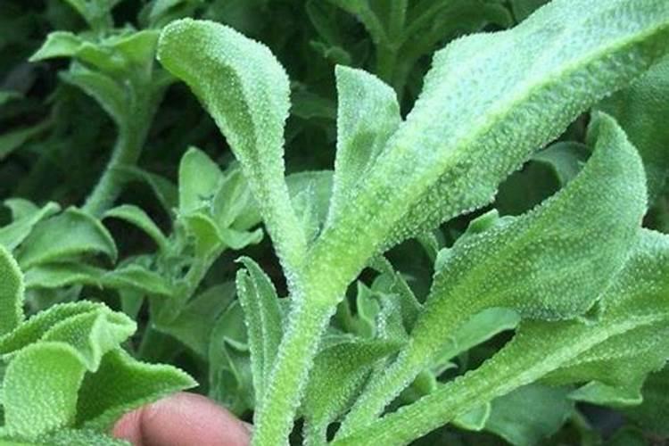 桃树黄叶病用什么药效果好