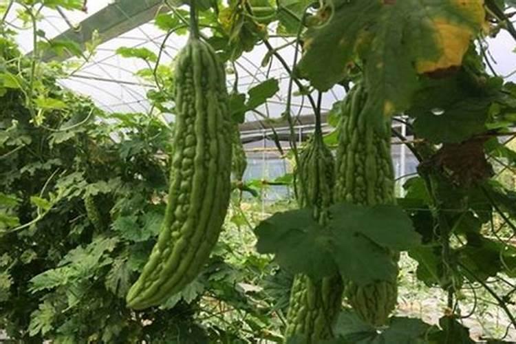 种苦瓜施什么肥高产