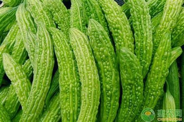种苦瓜施什么肥高产